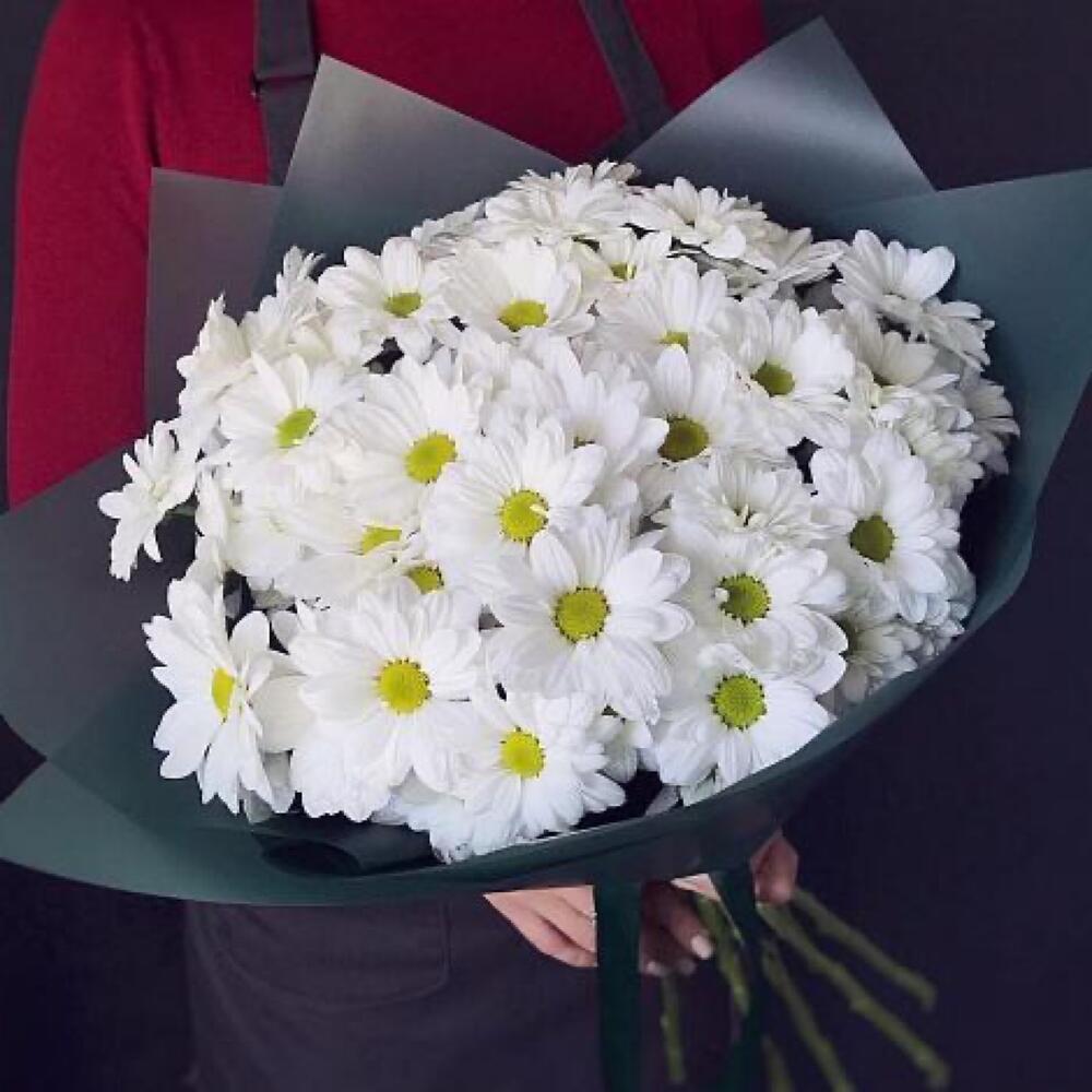 Голандская хризантэма