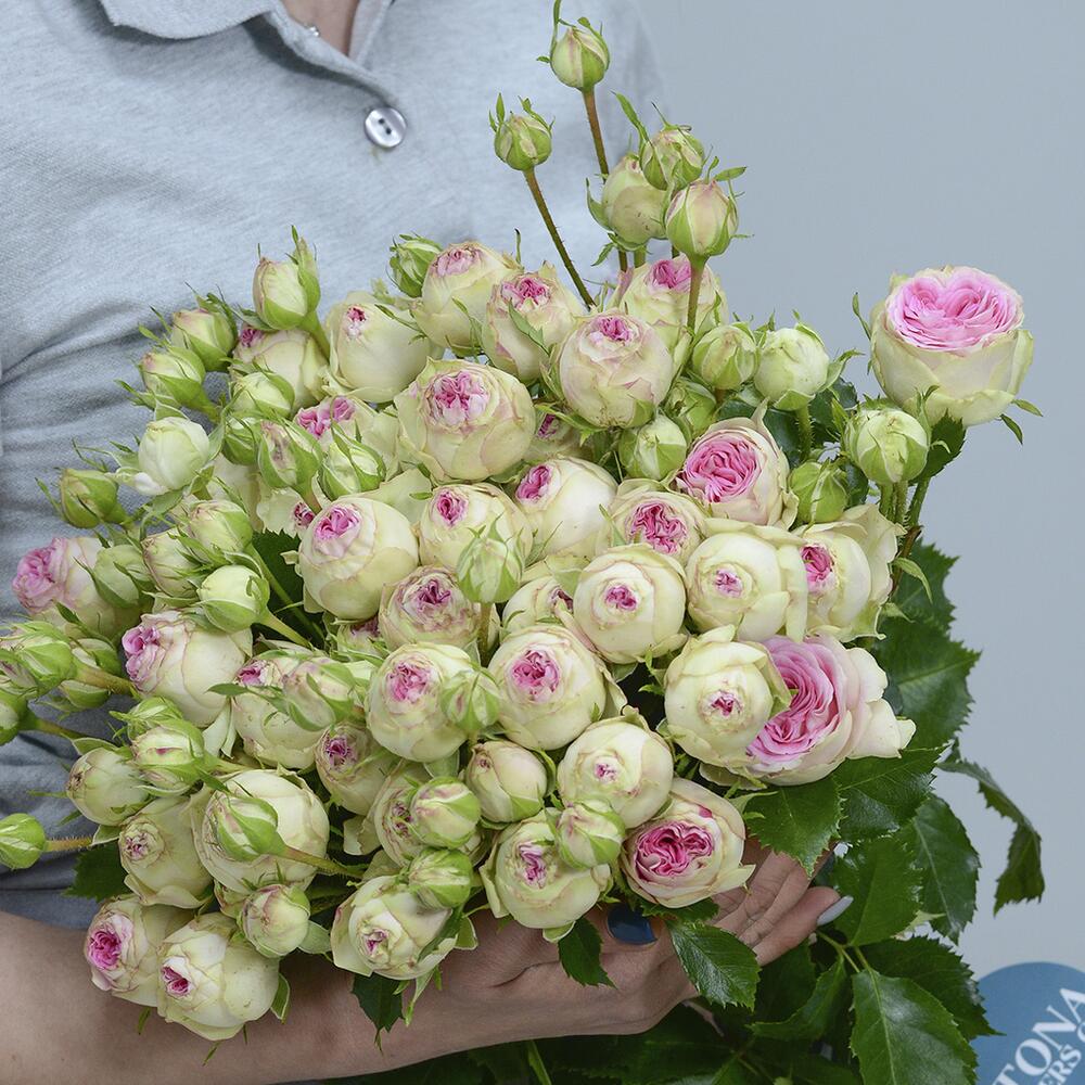 Пионовидная роза Желато