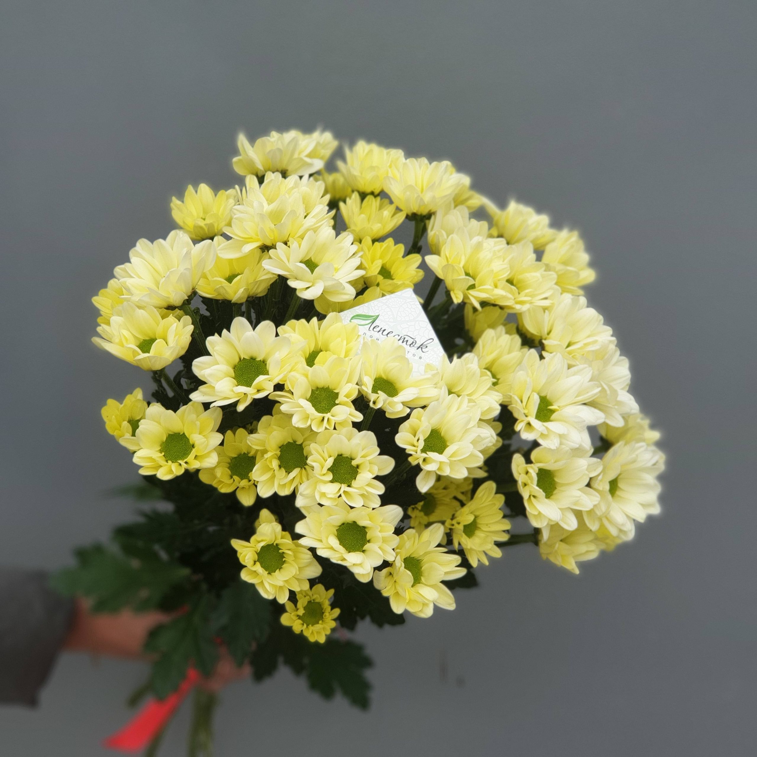 Букет из 5 кремовых хризантем